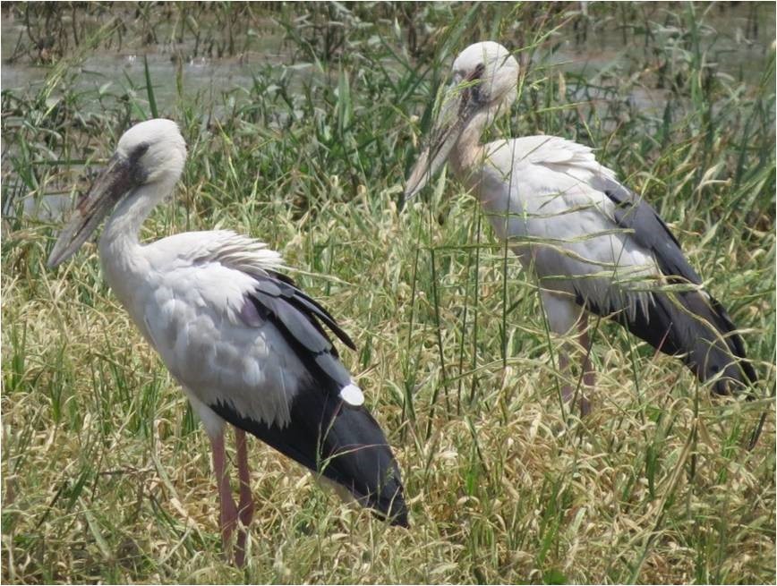 A pair of Asian open-billed stork at Saman Bird Sanctuary